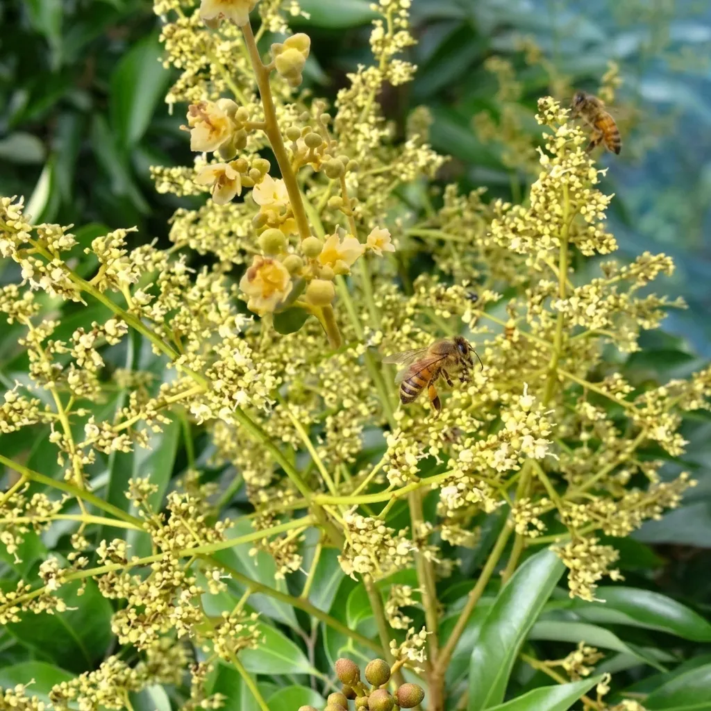 Miel de Litchi (140g) - Fleur de Litchi
