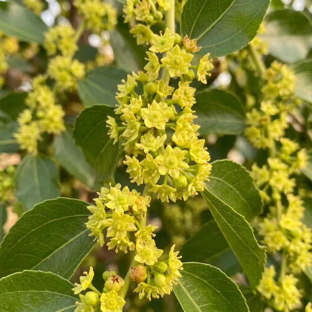 Fleur de jujubier.webp