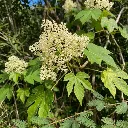 Miel de Mokarana - BIO (140g) - Fleur de Mokarana