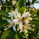 Miel de Forêts Humides - BIO (140g) - Fleur fôret humide