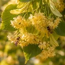 Fôret Primaire fleur.webp