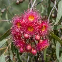 Miel d'Eucalyptus - BIO (140g) - Fleur Eucalyptus
