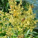 Miel de Litchi - BIO (140g) - Fleur de Litchi